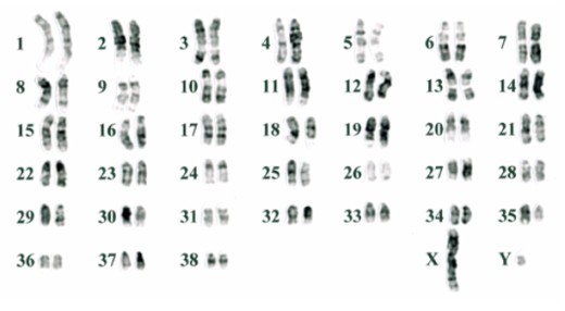 chromosome karotype