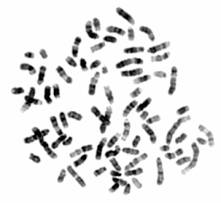 chromosome preparation