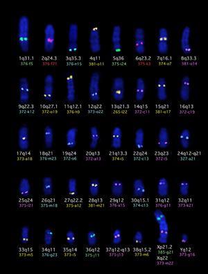 cytogenetics analysis