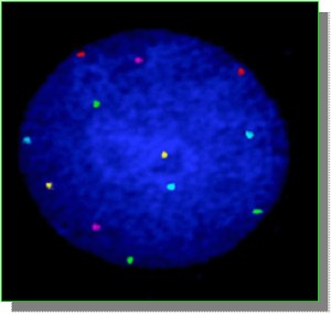 interphase FISH