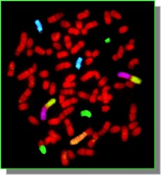 metaphase FISH