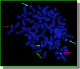 metaphase FISH 2