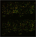 microarray